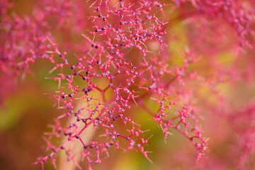 Abstract macro background with needle shaped red plant.