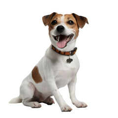 playful jack russel dog isolated
