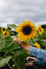 Hand of woman wearing denim jacket grips beautiful yellow sunflower and cuts stem with secateurs on pick your own flower farm