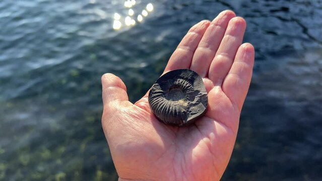 Shaligram, Shalagrama shila, Saligrama mysterious  fossilized stone ammonite  in the hand.