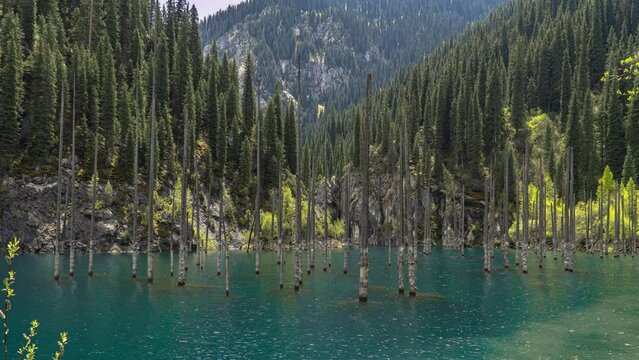 Coniferous trees stand in the blue water of a mountain lake. Shooting from the air with a drone. Turquoise water with tree trunks. Lake among mountains and forests. Forest on the shore of lake Kaindy.