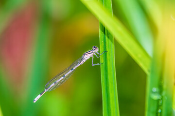 Small dragonfly Enallagma cyathigerum, the common blue damselfly, female. on a blade of grass