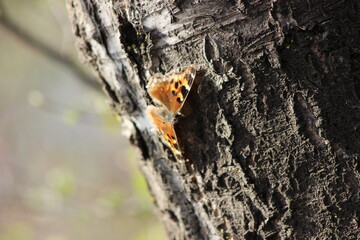 butterfly on tree