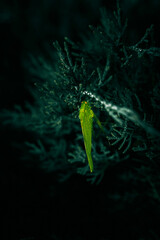 A close up of a green Grasshopper on a Thuja branch
