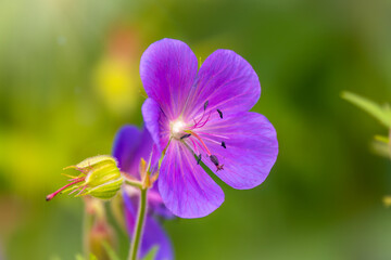Blue and purple flowers of Geranium wallichianum