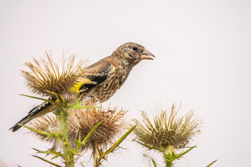 European goldfinch with juvenile plumage, feeding on the seeds of thistles. Carduelis carduelis.