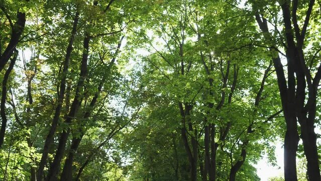 Camera looks up and moves slowly under summer trees 4k 60 FPS