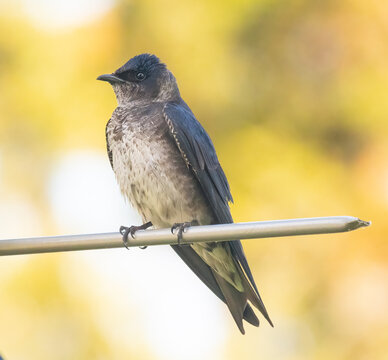 Purple martin roosting