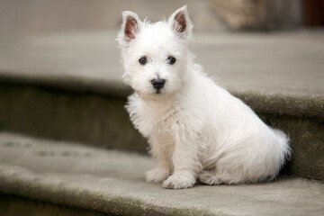 Fototapeta na wymiar White West Highland Terrier Puppy sitting on the stairs. A little comrade. High quality photo