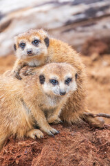 Fototapeta premium A group of cute meerkats. Meerkat Family are sunbathing.