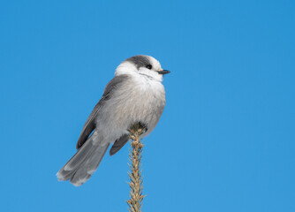 Grey jay in winter