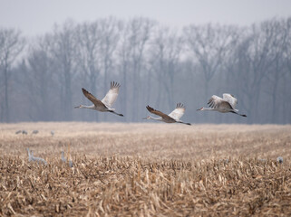 Fototapeta premium Sandhill cranes in flight