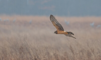 Northern harrier in flight