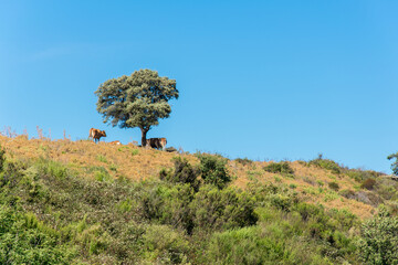 Cows under a tree in Corsica