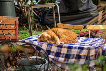 Cute sleeping orange cat on table