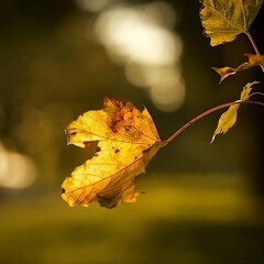 An autumn dried yellow, green and brown leaves holding in the air at dusk.