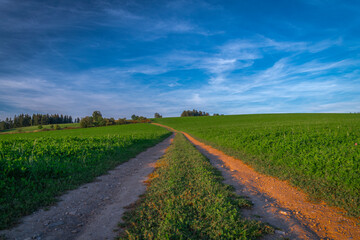 Fototapeta na wymiar Summer path between green fields near Vysoke nad Jizerou town