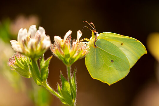 Cleopatra butterfly sitting on white flower
