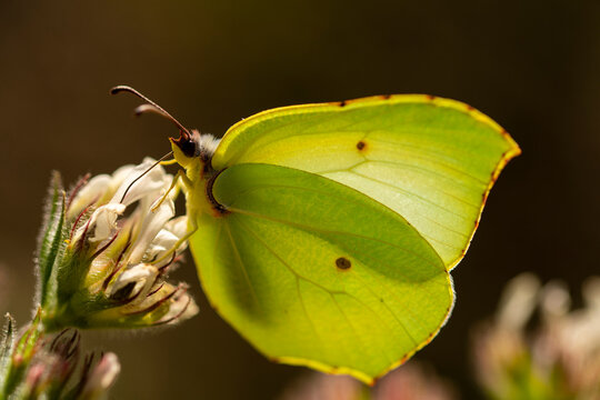 Cleopatra butterfly sitting on white flower