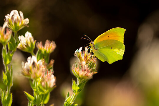 Cleopatra butterfly sitting on white flower