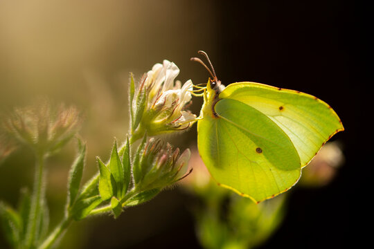 Cleopatra butterfly sitting on white flower