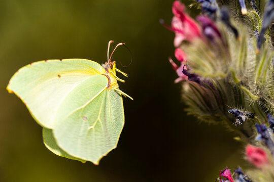 Cleopatra butterfly flying