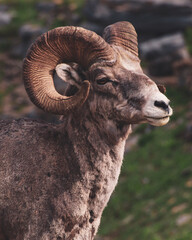 Male Ram