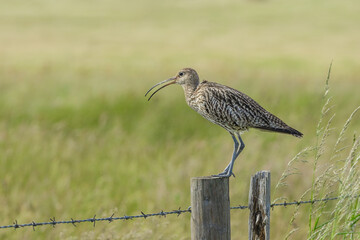 Curlew, Scientific name:  Numenius arquata.  Close up of an adult curlew stood on a fence post in natural farmland habitat, facing left and calling with open beak.  Curlew are a declining species