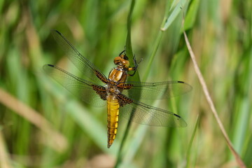 Libelle