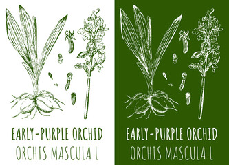 Drawings EARLY-PURPLE ORCHID. Hand drawn illustration. Latin name ORCHIS MACULATA L.