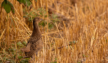 poule faisane au sol dans le champ de blé, un soir d'été 