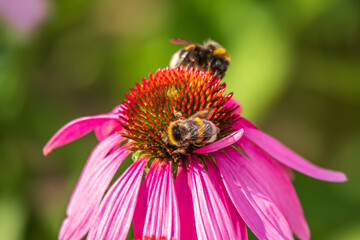 A closeup shot of a bee collecting pollen on a purple echinacea flower