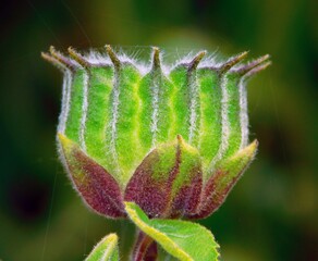 Abutilon theophrasti is a species of deciduous plant belonging to the Malvaceae family, it is native to southern Asia.