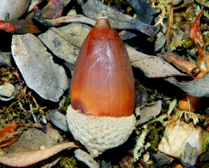 The acorn or lande is a characteristic fruit of the species of the genus Quercus