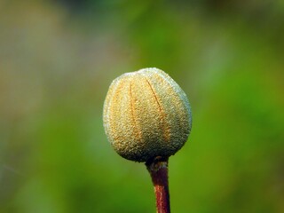 Cistus is a genus of angiosperm plants of the Cistaceae family