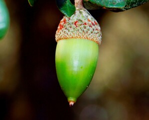 The acorn or lande is a characteristic fruit of the species of the genus Quercus