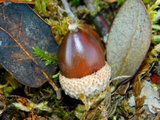 The acorn or lande is a characteristic fruit of the species of the genus Quercus