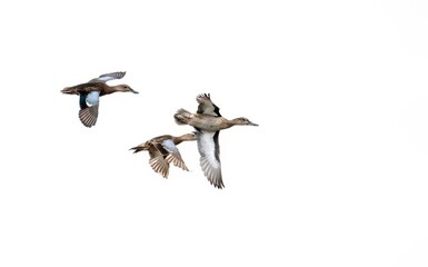 Cinnamon teal ducks in flight against a white sky