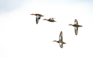 Flock of cinnamon teals in flight against a white sky