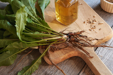 Fresh dandelion roots with leaves with a bottle of herbal tincture