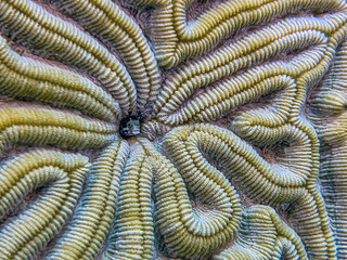 Caribbean coral garden, closeup of Blenny in coral