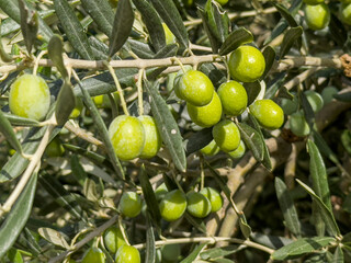 green olives on the olive tree , tree branch full of green olives with green leaves