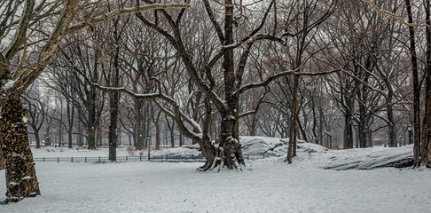 Central Park in winter , during snow storm