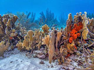 Caribbean coral garden