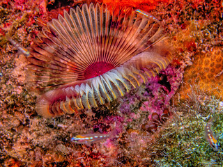 Sabellidae,feather duster worms,Split-crowned feather duster worm