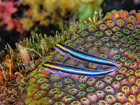 Two Small Neon Gobies on star coral
