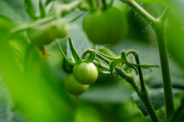 Green tomatoes grow on a branch. Young vegetable fruits grow in a greenhouse. Organic farm products. Selective focus.