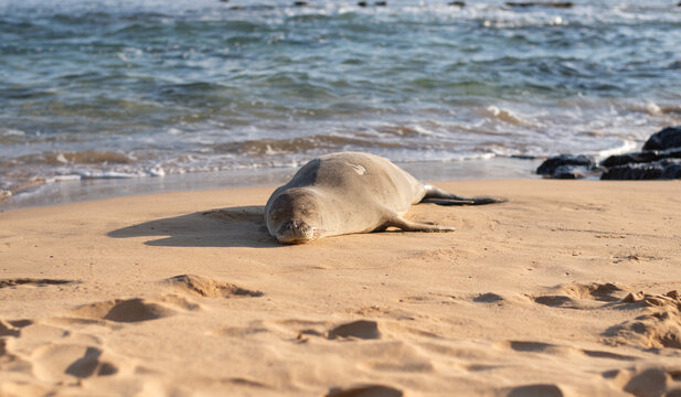 A sleeping seal on the Beach