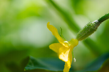 Small green growing cucumber fruit in the vegetable garden. Gherkin with a flower on a blurred background, close-up, Selective focus.