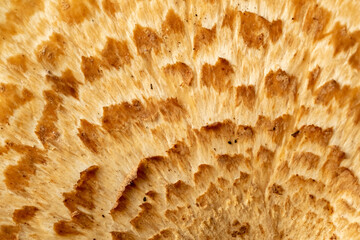 Cap of a wild mushroom close-up. Abstract macro background. Full frame